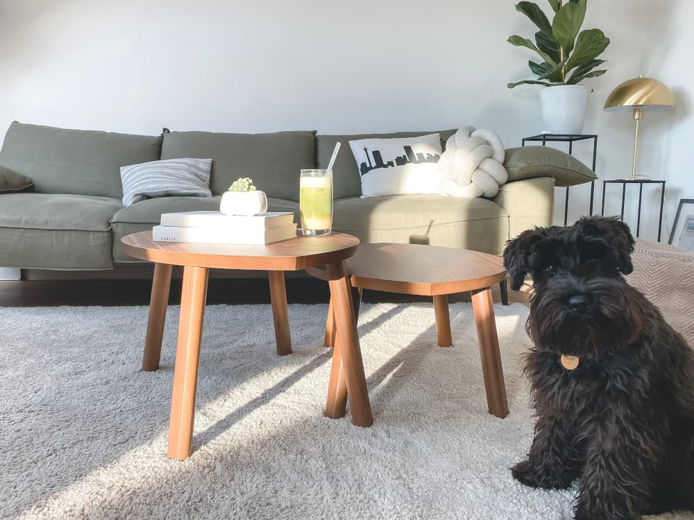 Pet Stain & Odor Removal in Mt. Juliet, TN 37122