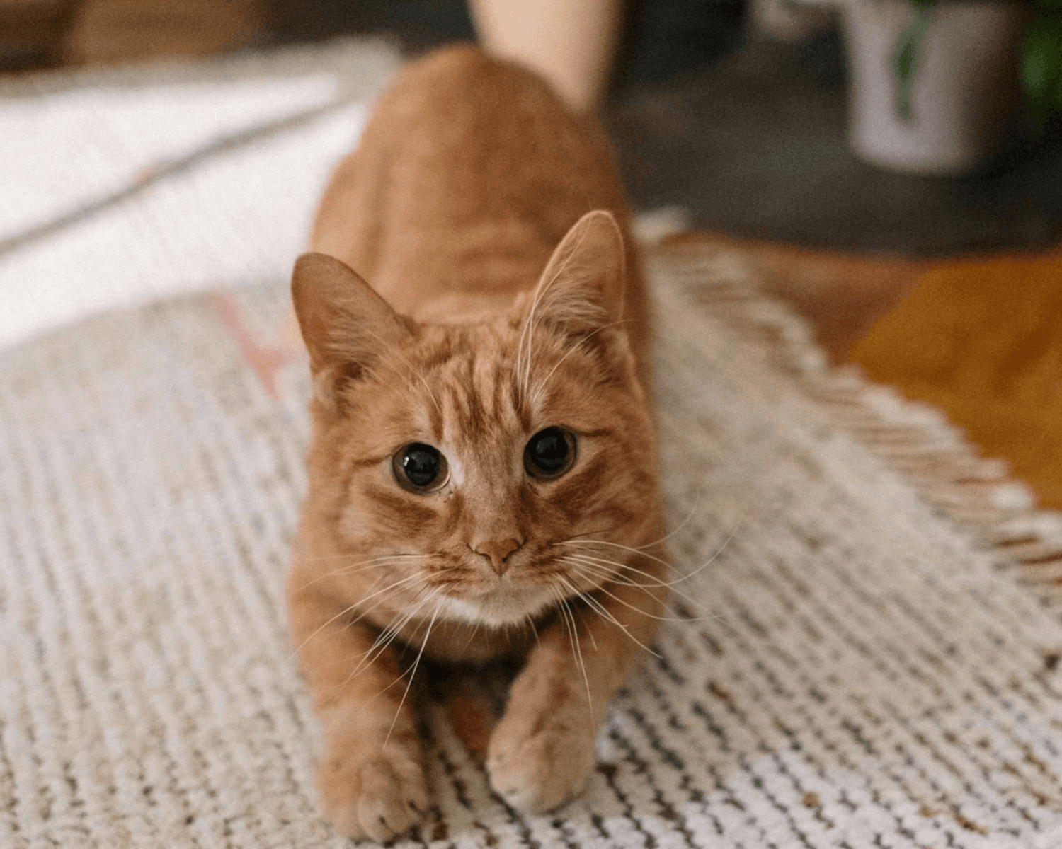 Pet Odor & Stain Removal